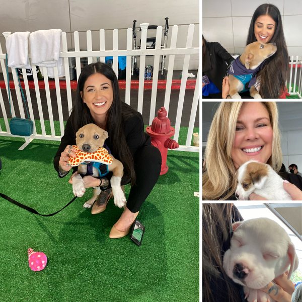 iResponze Team Attends Puppy Therapy by Best Western